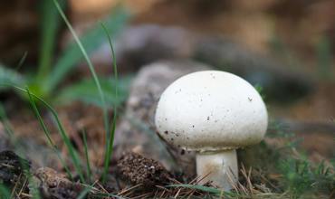 Identification challenges