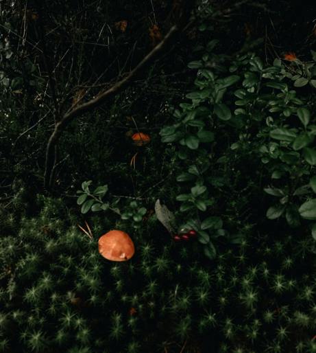 Mushroom hunting overview