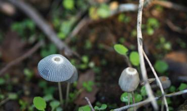 Mushroom identification