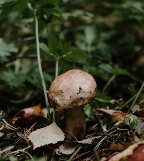 Mushroom grow overview