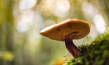 Substrate preparation