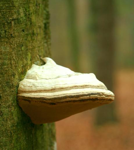 Mushroom-like overview