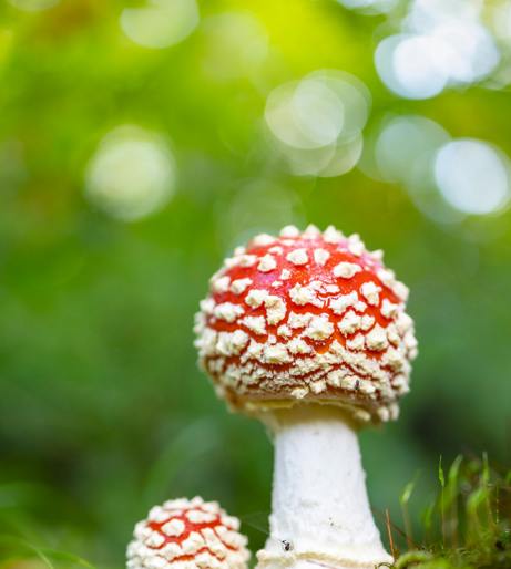 Mushroom Magic Overview