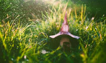 Mushroom Identification