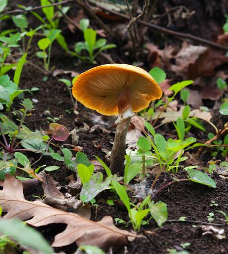 Mushroom Other overview