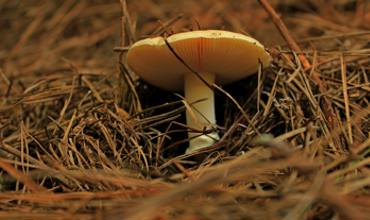 Mushroom poisoning symptoms