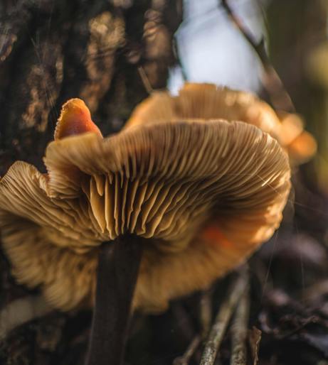 Mushroom foraging overview