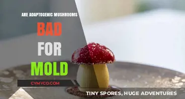 Adaptogenic Mushrooms and Mold: Uncovering Potential Risks and Benefits