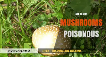 Are Agaric Mushrooms Poisonous? A Guide to Safety and Identification