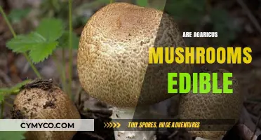 Exploring the Edibility of Agaricus Mushrooms: A Comprehensive Guide