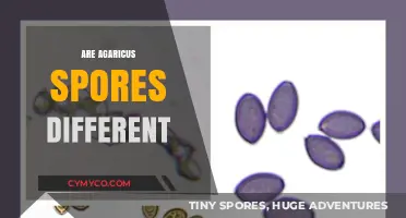 Exploring the Diversity of Agaricus Spores: A Fascinating Journey