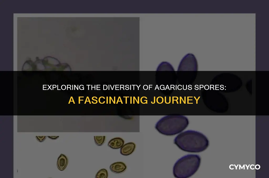 are agaricus spores different