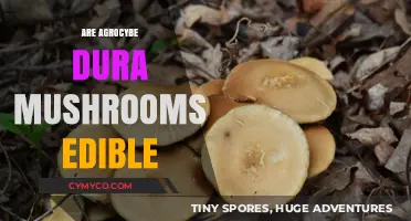 Exploring the Edibility of Agrocybe Dura Mushrooms: A Comprehensive Guide