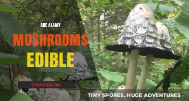 Exploring Edibility: A Guide to Alamy Mushrooms