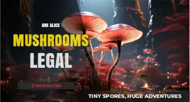 Exploring the Legality of Alice Mushrooms: A Comprehensive Guide