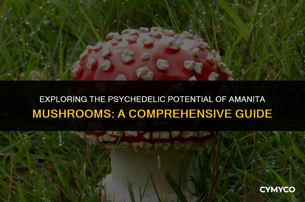 are all amanita psychedelic