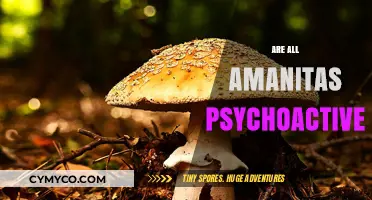 Exploring the Psychoactive Properties of Amanita Mushrooms: A Comprehensive Guide