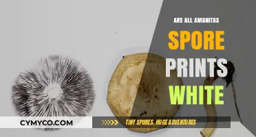 Exploring Amanita Mushrooms: The Truth About Their Spore Prints