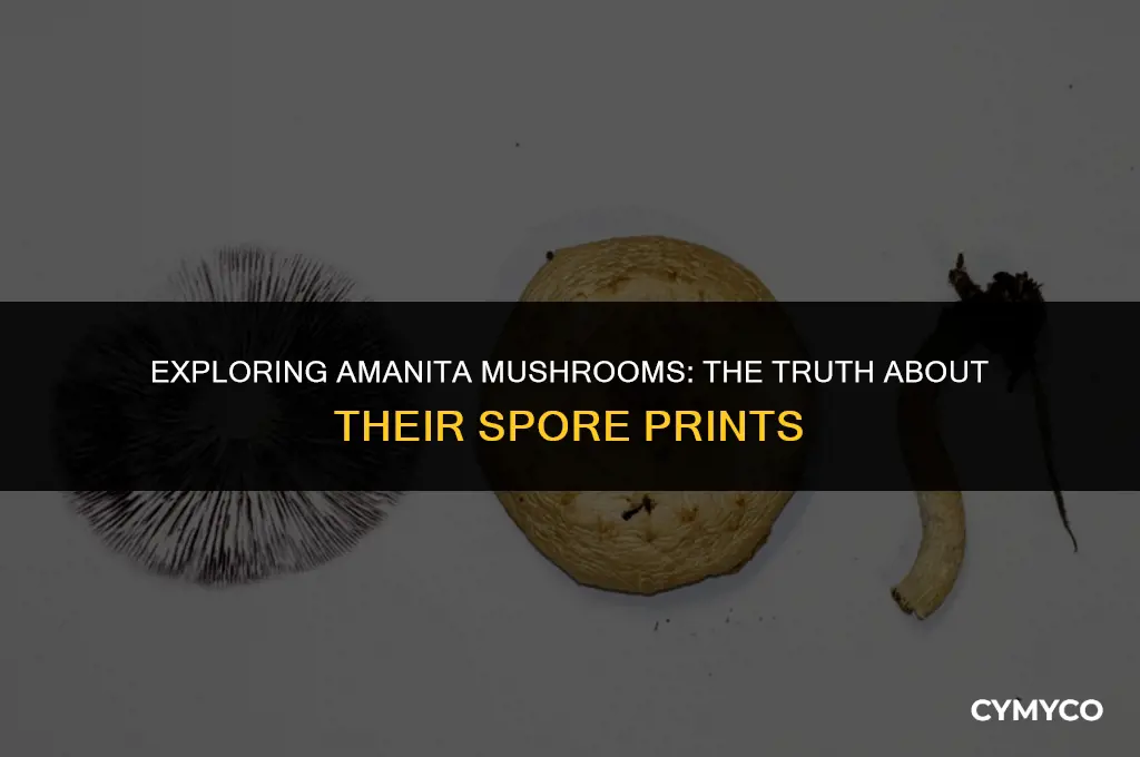 are all amanitas spore prints white