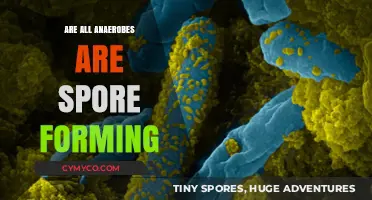 Exploring the Link Between Anaerobic Bacteria and Spore Formation