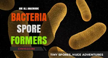 Exploring the Spore-Forming Capabilities of Anaerobic Bacteria