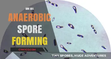 Exploring Anaerobic Spore Formation: A Comprehensive Guide