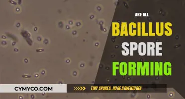 Exploring the Spore-Forming Capabilities of Bacillus Species