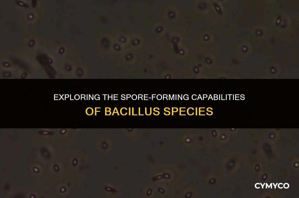 are all bacillus spore forming