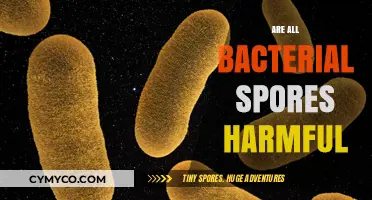 Unveiling the Truth: Are All Bacterial Spores Harmful?