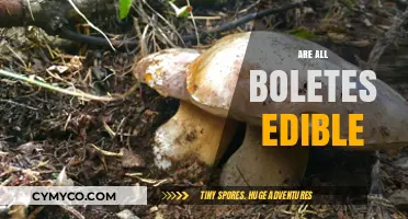 Exploring the Edibility of Boletes: A Comprehensive Guide