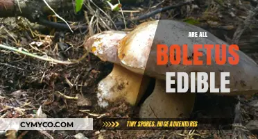 Exploring the Edibility of Boletus Mushrooms: A Comprehensive Guide