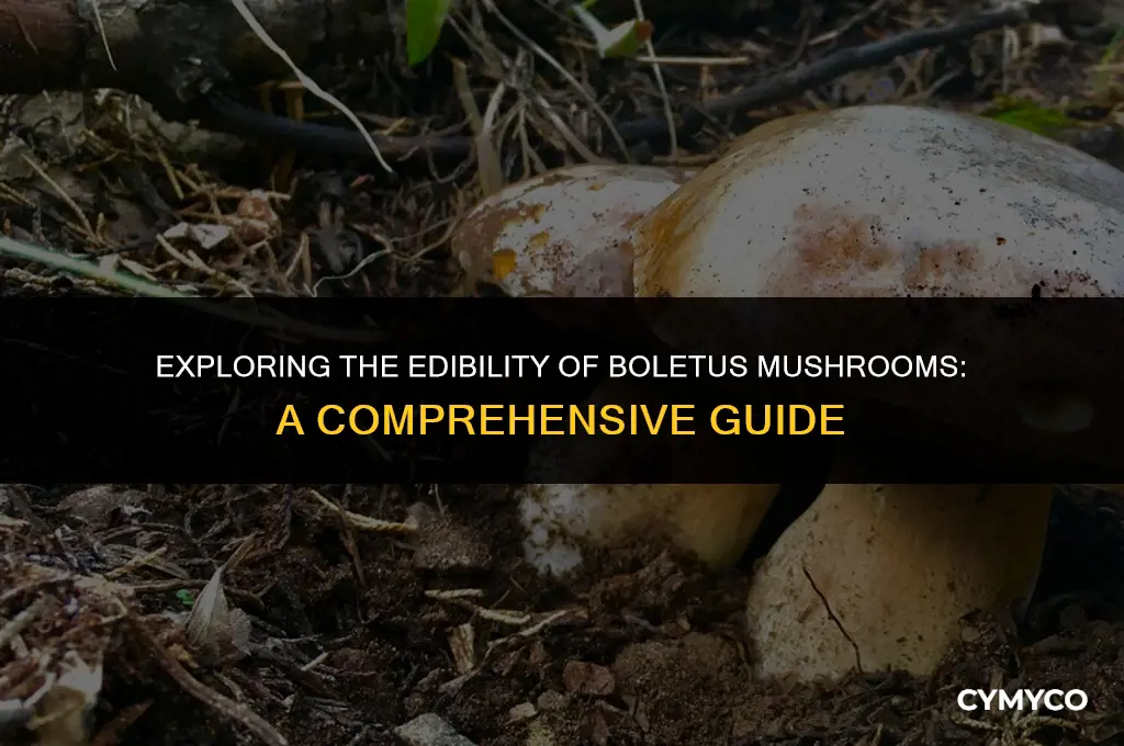 are all boletus edible