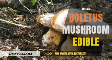 Exploring the Edibility of Boletus Mushrooms: A Comprehensive Guide