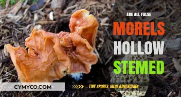 Exploring the Myth: Are All False Morels Hollow-Stemmed?