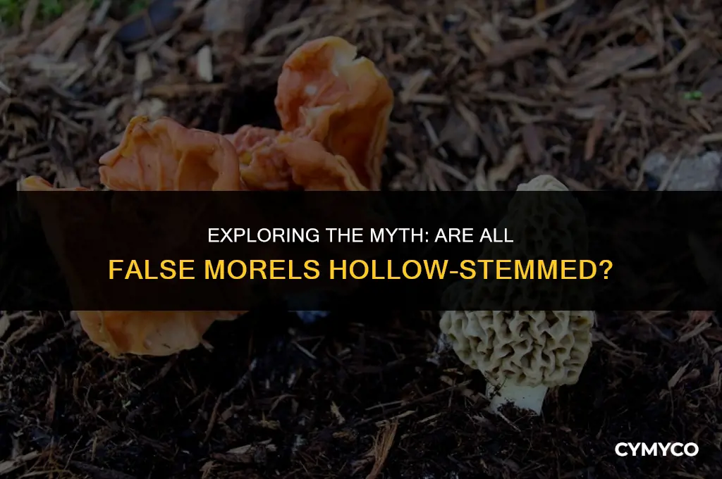 are all false morels hollow stemed