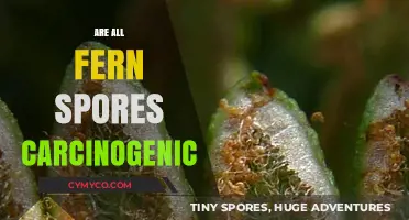 Exploring the Cancer Risk: Are All Fern Spores Carcinogenic?