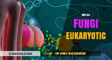 Are All Fungi Eukaryotic? Unraveling the Truth About Fungal Cells
