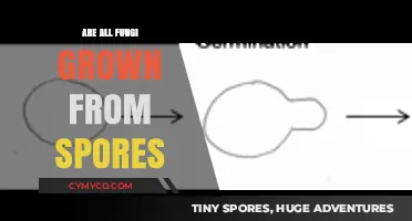 Exploring the Fungal Kingdom: Do All Fungi Grow from Spores?