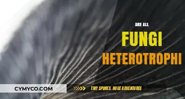 Exploring the Myth: Are All Fungi Truly Heterotrophic?