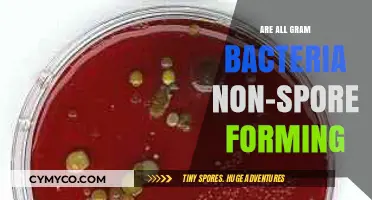 Exploring the Diversity of Gram Bacteria: Spore Formation and Beyond