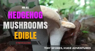 Exploring the Edibility of Hedgehog Mushrooms: A Comprehensive Guide