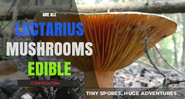 Exploring the Edibility of Lactarius Mushrooms: A Comprehensive Guide