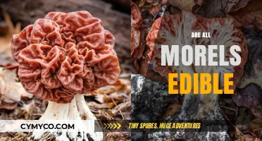 Exploring the Edibility of Morels: A Comprehensive Guide