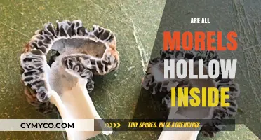 Exploring the Edible Enigma: Are All Morels Hollow Inside?