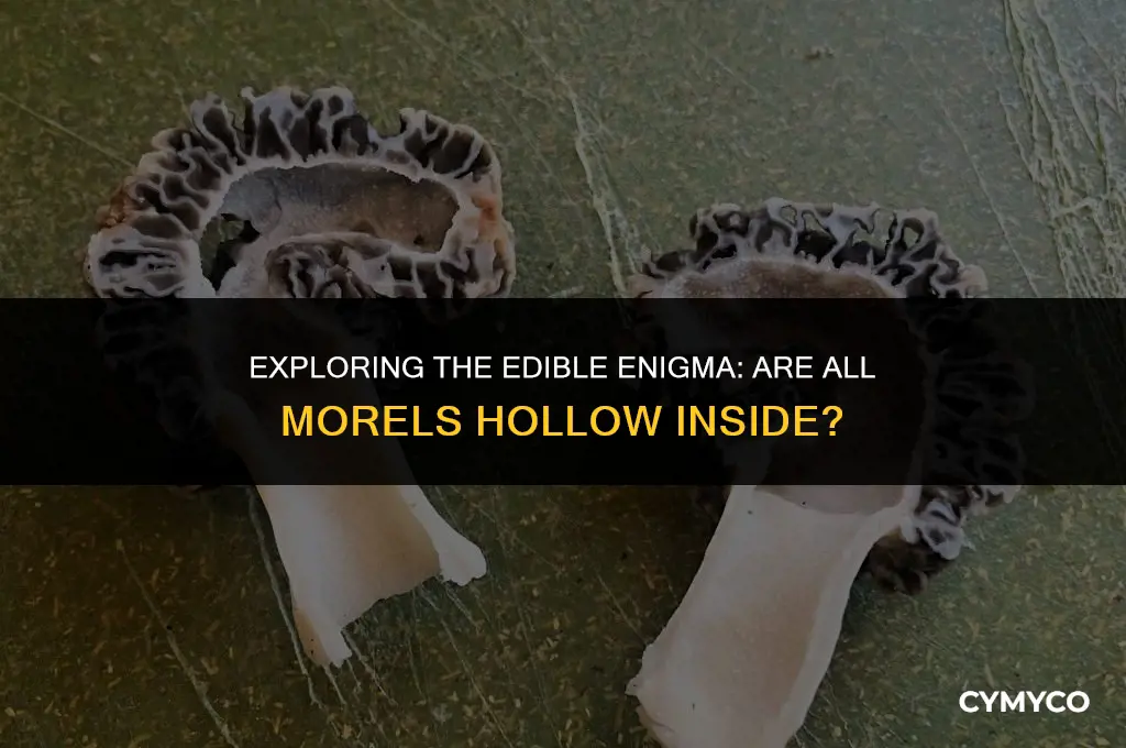 are all morels hollow inside