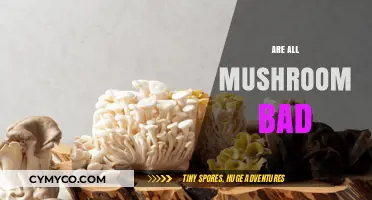 Are All Mushrooms Bad? Debunking Myths About Fungi Safety