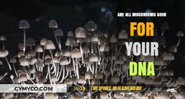 Exploring the DNA Benefits of Mushrooms: A Comprehensive Guide