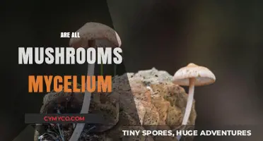 Exploring the Fungal Kingdom: Are All Mushrooms Mycelium?