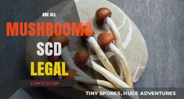Exploring the Legal Landscape of Psychedelic Mushrooms: SCD and Beyond