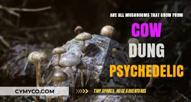 Exploring the Myth: Not All Cow Dung Mushrooms Are Psychedelic